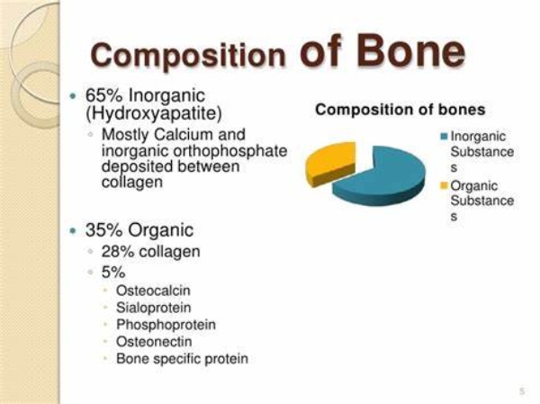 骨骼的成分